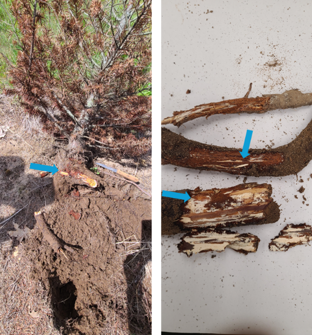 White mycelial fan beneath the bark at the root collar. 